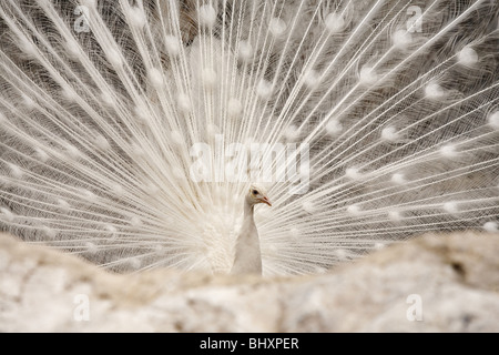 White peacock Pavo cristatus femelle (mut. Alba) Banque D'Images