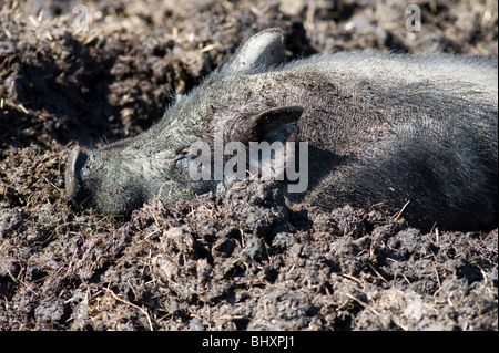 Cochon dans la boue Banque D'Images