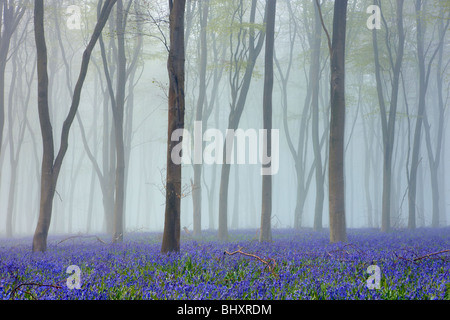 Anglais bois bluebell avec Morning Mist Banque D'Images