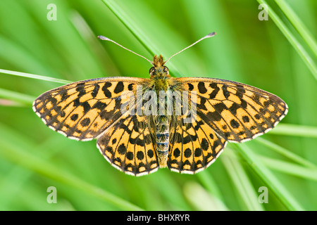 Petite perle-bordé fritillary (Clossiana selene) Banque D'Images