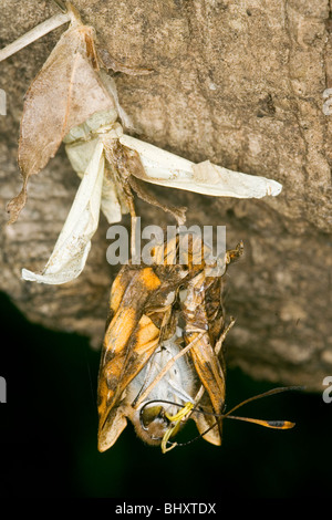 Lesser Purple Emperor (Apatura ilia) (Nymphalidae Apaturinae) Banque D'Images