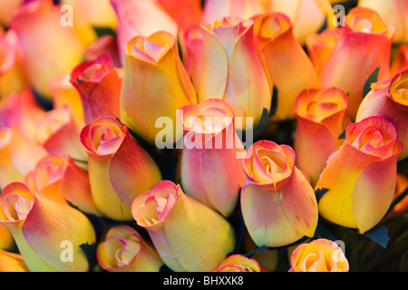 Timberrose Banque D'Images