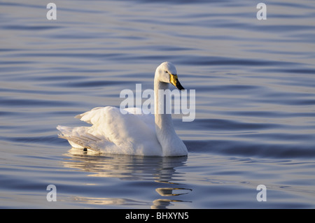 Cygne chanteur, Welney WWT, Norfolk, Angleterre, Royaume-Uni Banque D'Images