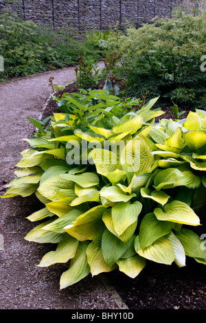 Shortia SOLDANELLOIDES GOLD STANDARD. PLANTAIN. Banque D'Images