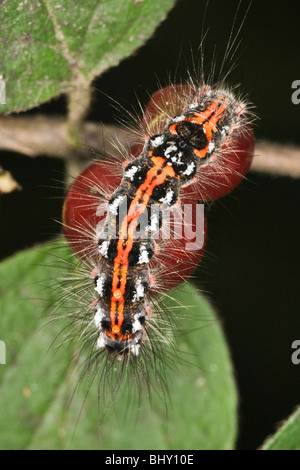 Grub de houppes d'un 'Yellow-tail' (Euproctis similis)' Banque D'Images