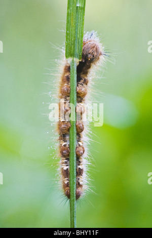 Le Buveur de Caterpillar papillon (Euthrix potatoria) Banque D'Images