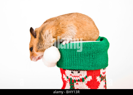 Hamster doré comme un présent Banque D'Images