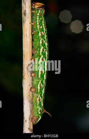 Hawk-moth pin (Hyloicus pinastri) Banque D'Images