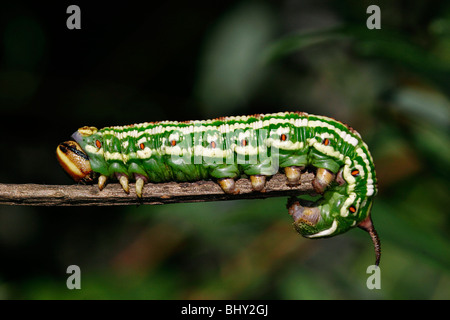 Hawk-moth pin (Hyloicus pinastri) Banque D'Images