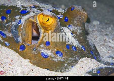 Ruban Blue-Spotted-queue (Taeniura lymma) Ray enterre lui-même dans le sable meuble Banque D'Images