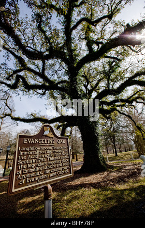 Le Chêne d'Évangéline, immortalisé par Henry Wadsworth Longfellow, la rue Martinville, en Louisiane Banque D'Images