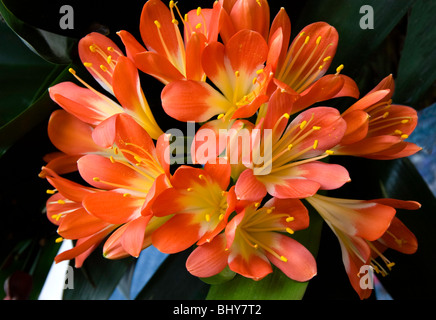 Clivia miniata, Kaffir , Lily Kafir Banque D'Images