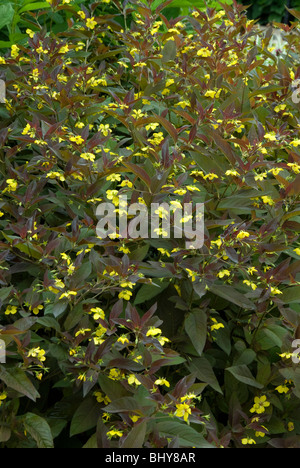 Lysimachia ciliata Banque D'Images