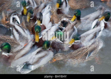 Une longue exposition de Canards colverts et de mouettes à tête noire se nourrissant d'un étang Banque D'Images
