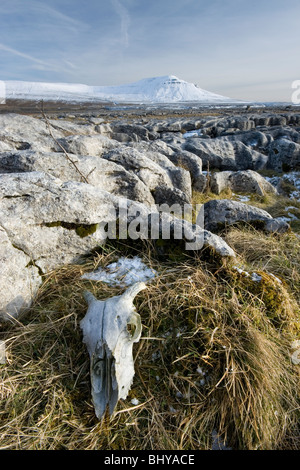 Un crâne de mouton se trouve à côté de lapiez sur les balances Moor, en vue Ingleborough, dans le Yorkshire Dales National Park Banque D'Images