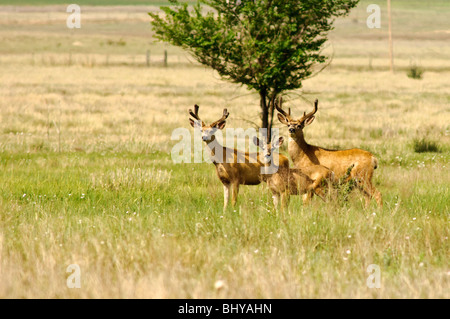 Cerf mulet (Odocoileus hemionus) Maxwell National Wildlife refuge, Nouveau-Mexique. Banque D'Images