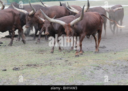 L'Afrique de l'Ankole Watusi bétail dans le parc Serengeti, Hodenhagen, Allemagne Banque D'Images