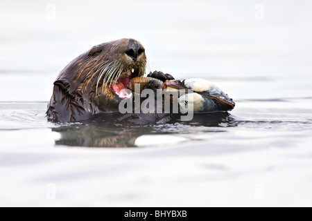 Californie Loutre de mer (Enhydra lutris) capture et mange un poisson Banque D'Images