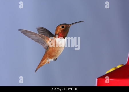 Un Colibri d'Allen un convoyeur oscillant autour de nectar Banque D'Images