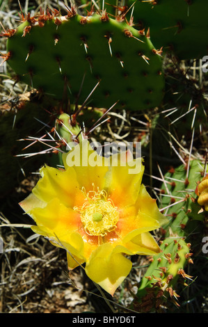 Le cactus de la barbarie (Opuntia phaeacantha) fleurit au Nouveau-Mexique. Banque D'Images