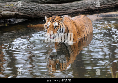 Royal tigre du Bengale Panthera tigris tigris à Serengeti park à Hodenhagen, Allemagne Banque D'Images