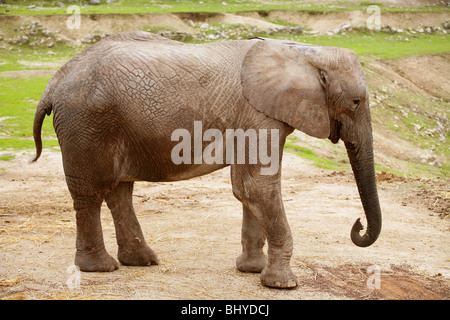 Les éléphants d'image sur le sol argileux avec de l'herbe en arrière-plan Banque D'Images