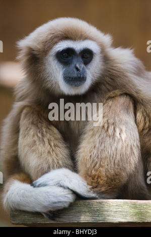 Main blanche - gibbon Hylobates lar Banque D'Images