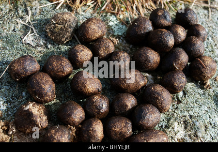 Les crottes de lapin sauvage Banque D'Images
