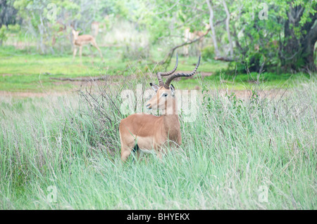 Un Impala mâle debout dans l'herbe haute. Banque D'Images