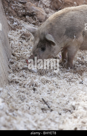 Refuser de manger les porcs à puttaparthi en Inde Banque D'Images