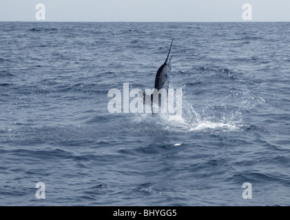 Eau salée pêche voilier sport saut Banque D'Images