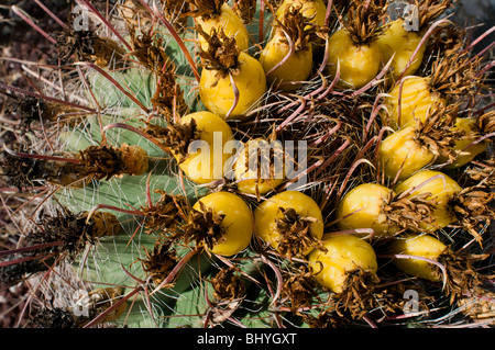 Les fruits jaunes de baril cactus. Banque D'Images