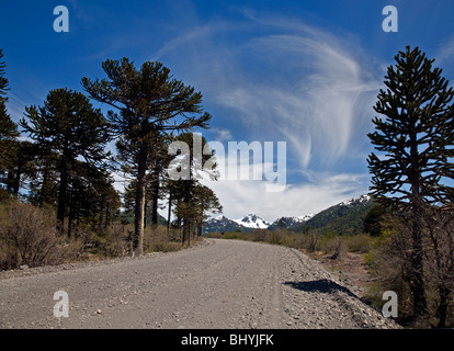 Chemin de terre et arbres araucaria dans Villarrica National Park, Chili Banque D'Images