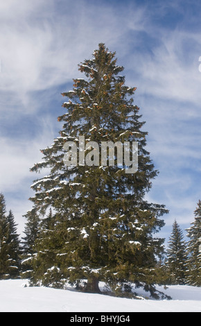 L'épinette de Norvège (Picea abies) arbre en neige de l'hiver, sur le Col de la Faucille, Montagnes du Jura, à l'est de la France. Banque D'Images