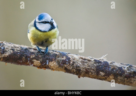 Bluetit Parus caeruleus] Banque D'Images