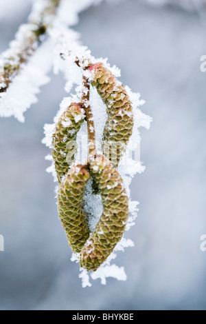 L'aulne (Alnus) rime avec Banque D'Images