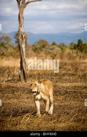 Lionne, NP Mikumi, Tanzanie, Afrique de l'Est Banque D'Images