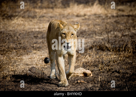 Lionne, NP Mikumi, Tanzanie, Afrique de l'Est Banque D'Images