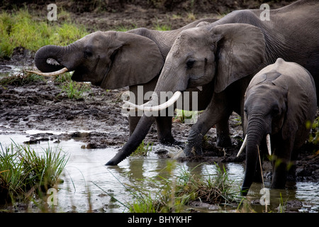 Famille d'éléphants, NP Mikumi, Tanzanie, Afrique de l'Est Banque D'Images