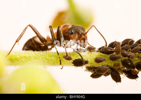 Fourmi (Formica rufa) avec Puceron noir de la fève (Aphis fabae) Banque D'Images