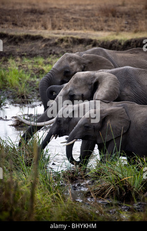 Famille d'éléphants, NP Mikumi, Tanzanie, Afrique de l'Est Banque D'Images