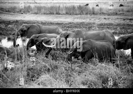 Famille d'éléphants, NP Mikumi, Tanzanie, Afrique de l'Est Banque D'Images