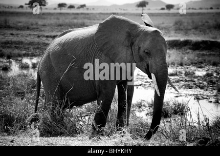 L'éléphant, le NP Mikumi, Tanzanie, Afrique de l'Est Banque D'Images