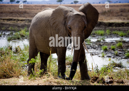 L'éléphant, le NP Mikumi, Tanzanie, Afrique de l'Est Banque D'Images