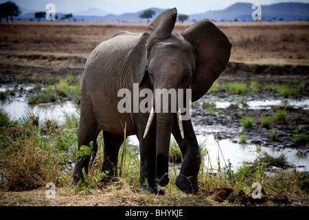 L'éléphant, le NP Mikumi, Tanzanie, Afrique de l'Est Banque D'Images