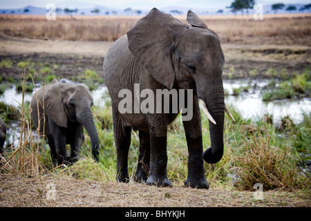 Famille d'éléphants, NP Mikumi, Tanzanie, Afrique de l'Est Banque D'Images