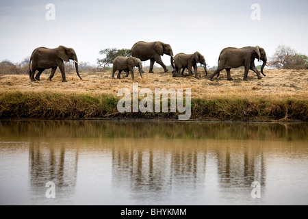 Famille d'éléphants, NP Mikumi, Tanzanie, Afrique de l'Est Banque D'Images