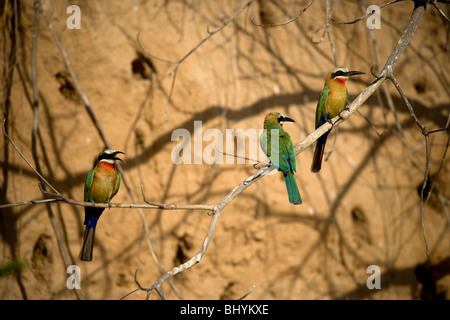 Bee-Eater White-Fronted, Selous, Tanzanie, Afrique de l'Est Banque D'Images