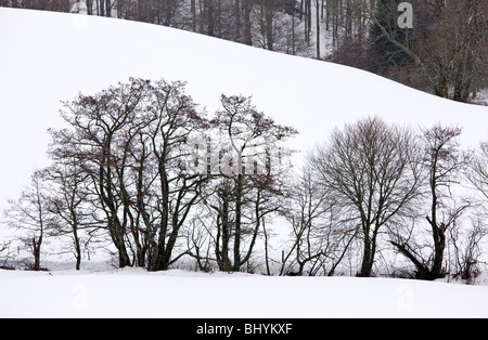 Silhouettes d'aulnes et d'autres arbres dans la neige de l'hiver, dans le Volcans d'Auvergne Parc Naturel Régional, France Banque D'Images