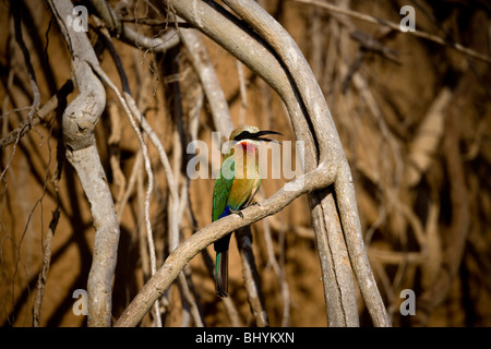 Bee-Eater White-Fronted, Selous, Tanzanie, Afrique de l'Est Banque D'Images